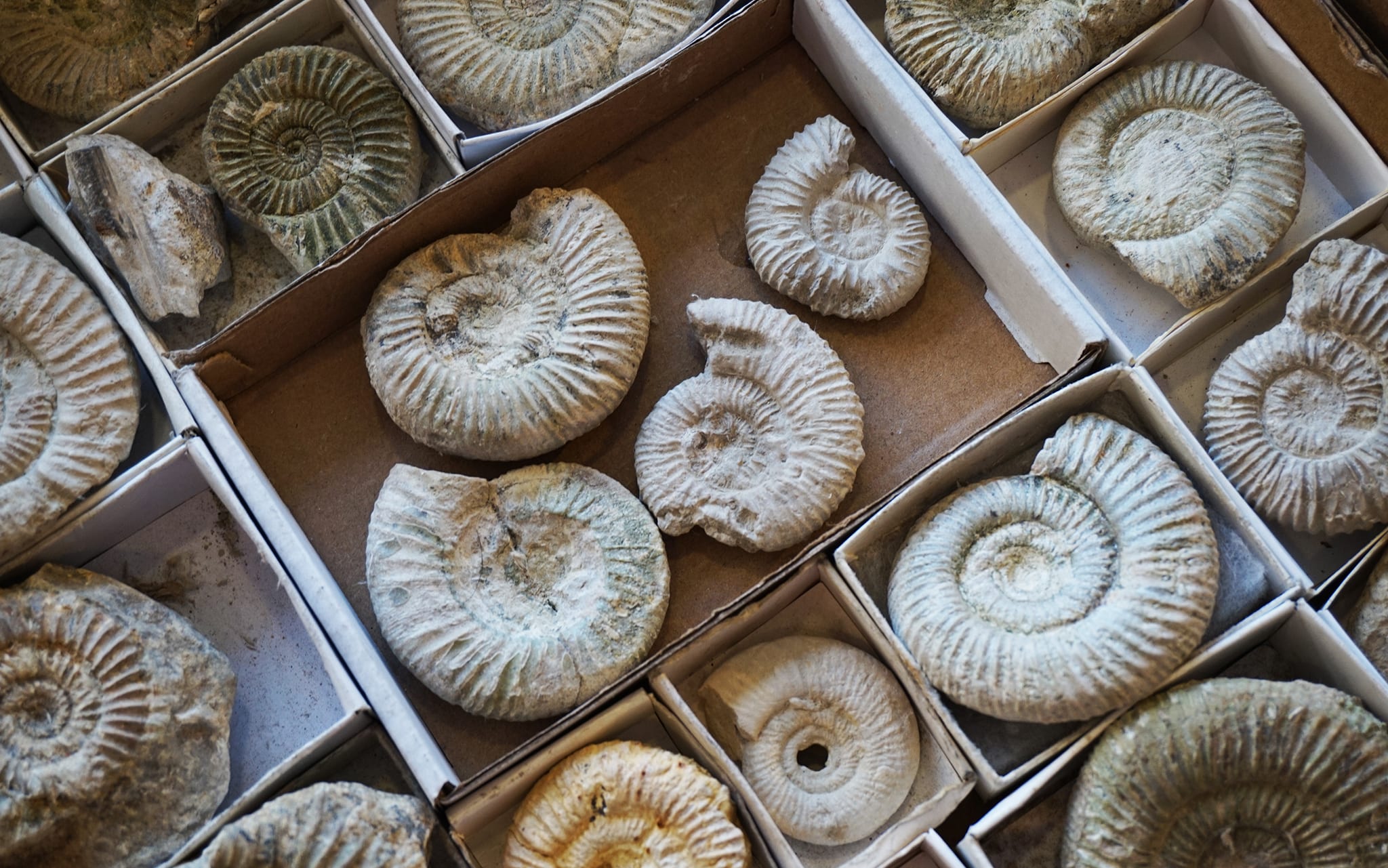 prehistoric fossils are available at ramzs emporium lafayette for your purchase