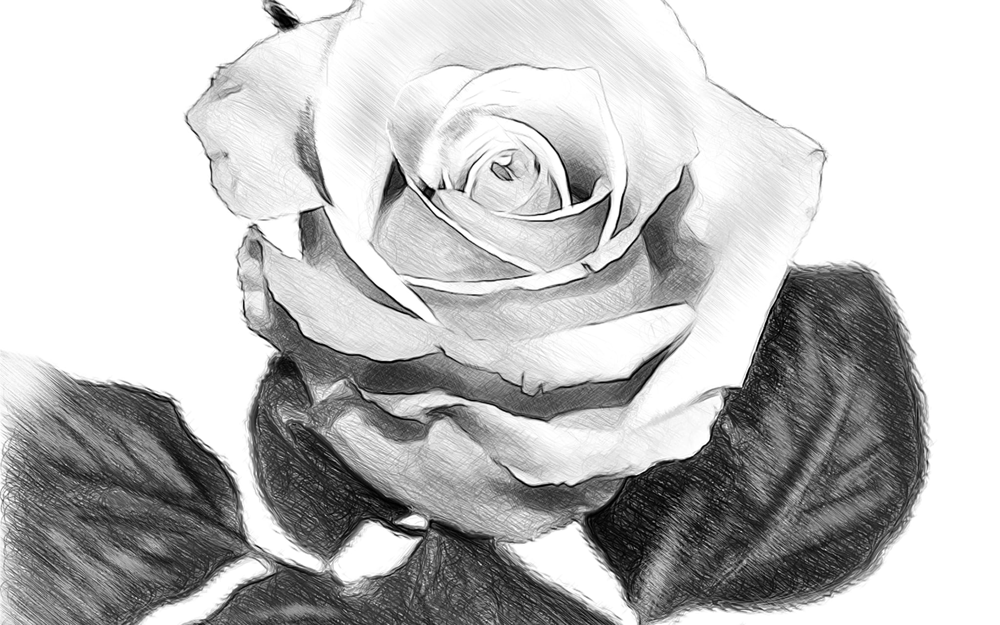 illustrations are a unique way to add to your space aand ramzs emporium has a selection available for puchase